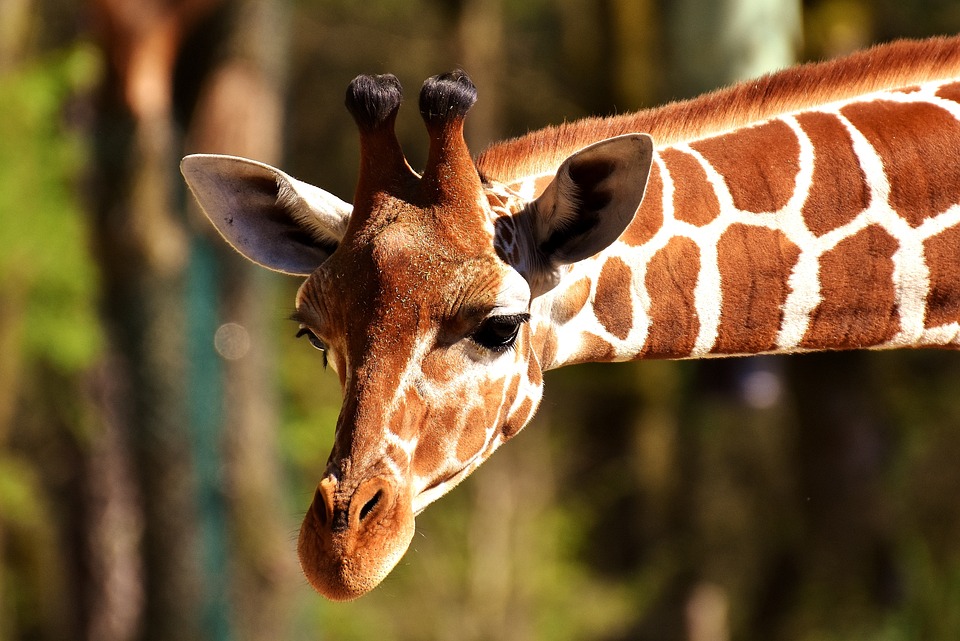 Parc Zoologique de La Barben
